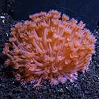 Flower Pot Coral, Long Polyp 